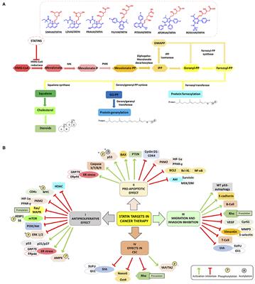 The Innovative Potential of Statins in Cancer: New Targets for New Therapies